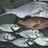 Caught on 22nd dec 2013